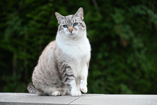 펫 카메라 대표 이미지