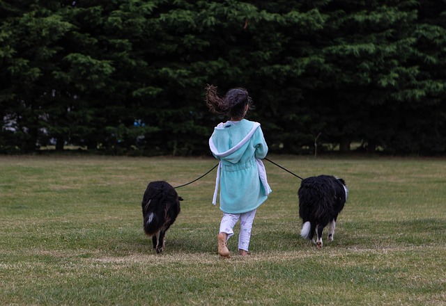 노령견 치매 증상 5가지: 인지 기능 장애 자가진단 & 케어 방법 관련 이미지 4