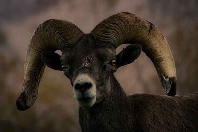램오버 안정화 완벽 가이드: 성능 향상 및 오류 해결 관련 이미지 1