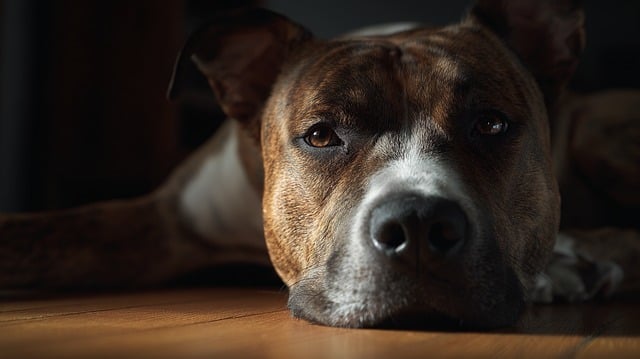강아지 짖음 원인 Best 5: 상황별 해결책 & 훈련법 (초보 견주 필독) 관련 이미지 3