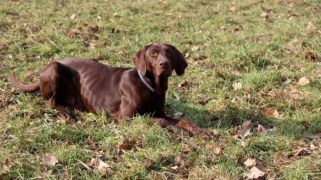 짖음 교정, 3일 안에 멈추는 훈련법! 전문가 꿀팁 관련 이미지 2