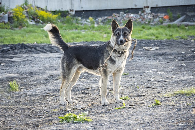 강아지🐶 댕댕이 구강관리: 칫솔질🦷 부터 덴탈껌🍬 까지 관련 이미지 1