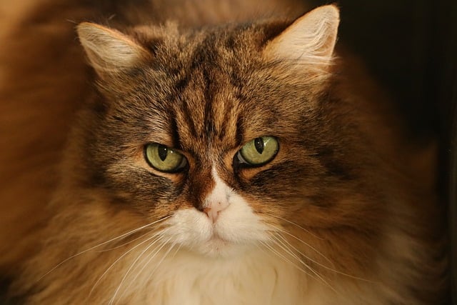 고양이 턱드름 원인