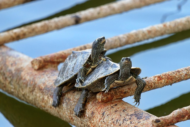 파충류 사육 온도
