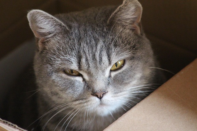 고양이 모래 추천