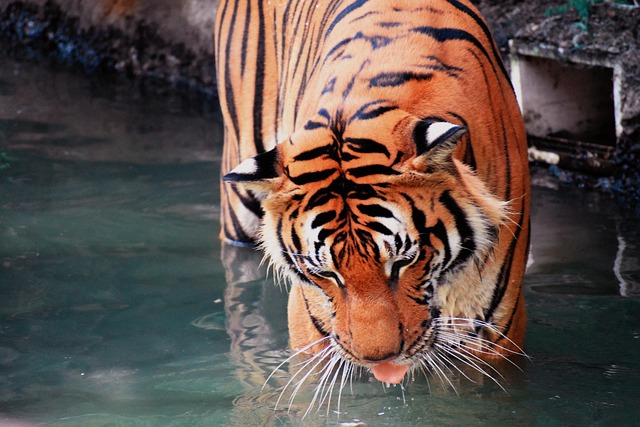 반려동물 정수기 우리