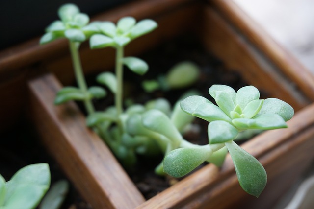 화분 물주기 최적 단계별 절차