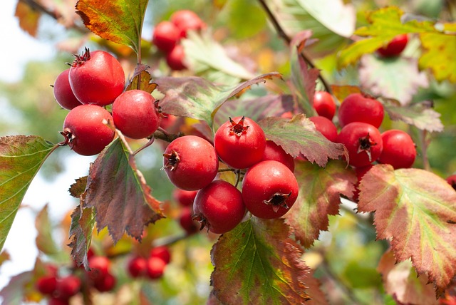 퇴직 건강보험료 부담 단계별 절차