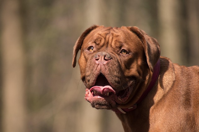 강아지 피부병 종류 핵심 요점 정리