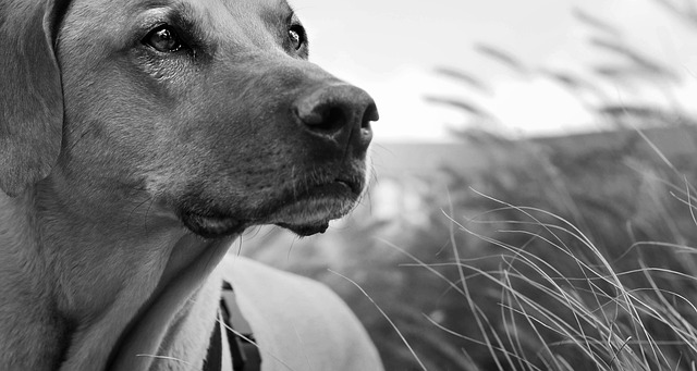 노령견 삶의 높이는 단계별 절차